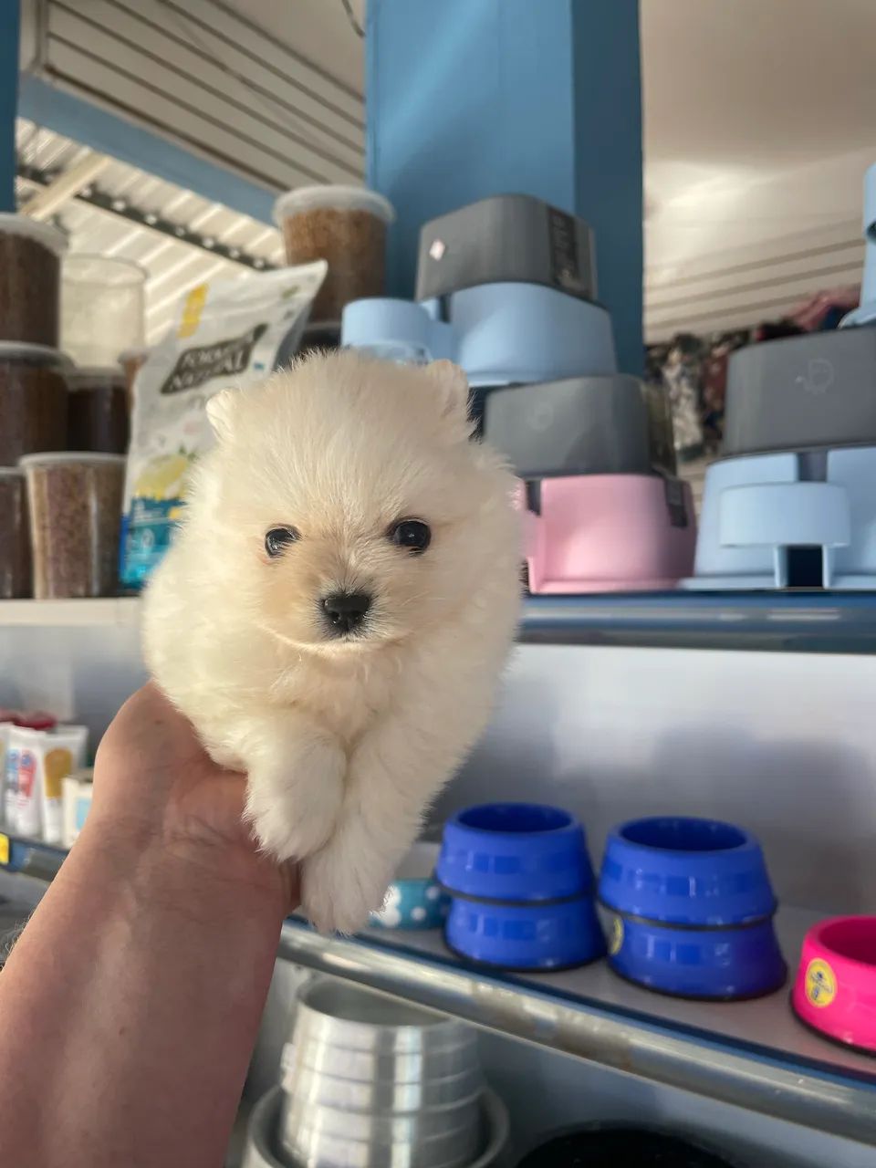 Spitz alemão macho anao $2.300,00 - Foto 2