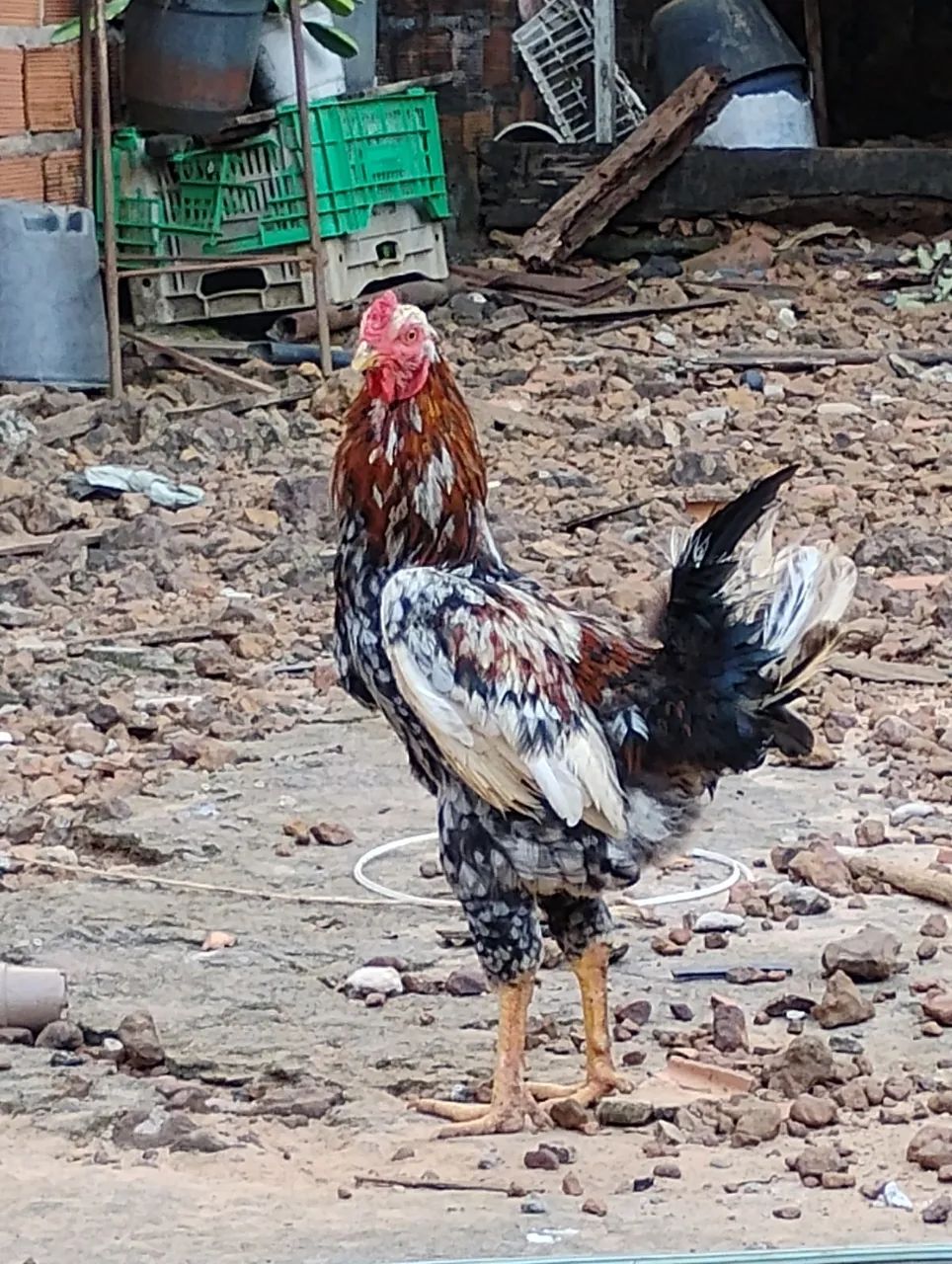 Galo caipira 