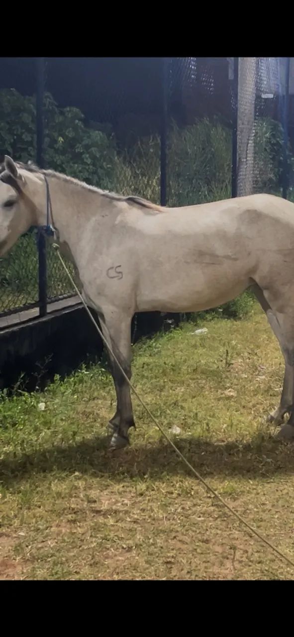 Cavalo - Foto 2
