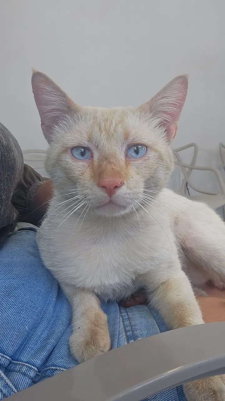 Adoção gato macho - Foto 4