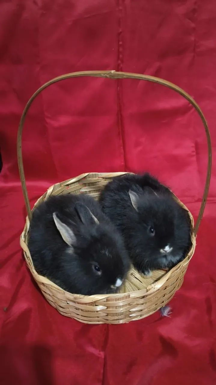 Vende-se mini coelhos anão raça Lion Head - Foto 3