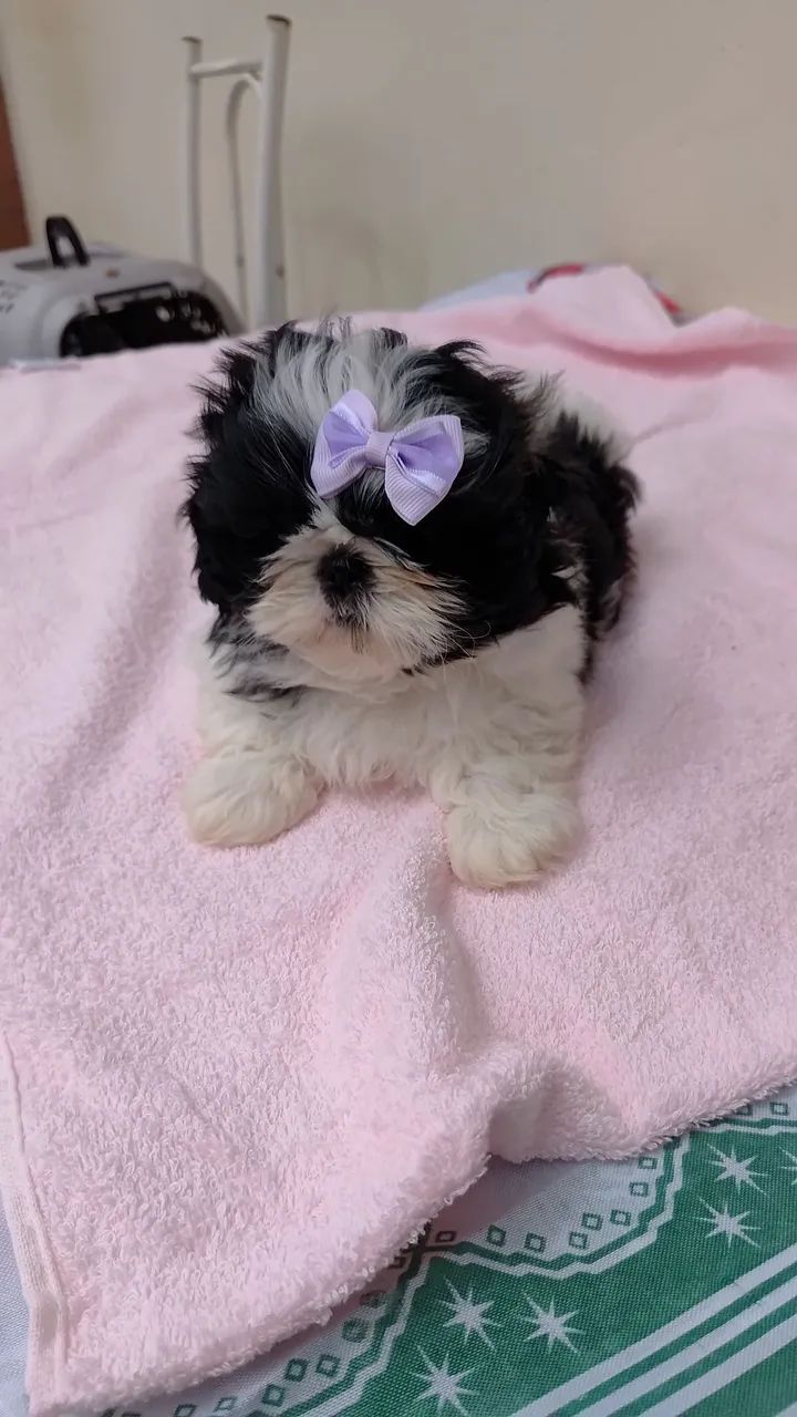 Shih tzu 