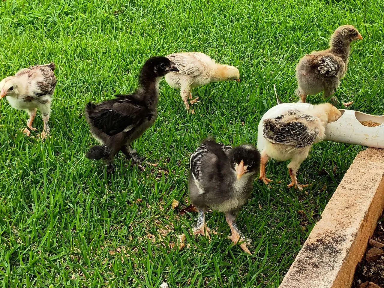 Pintinhos Brahma 30,00 - Foto 2