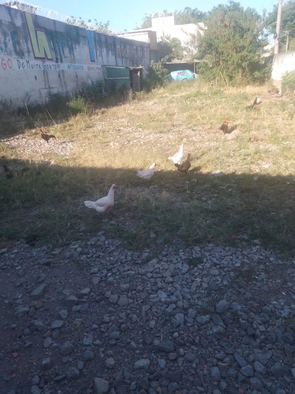Aves vivas - Foto 2