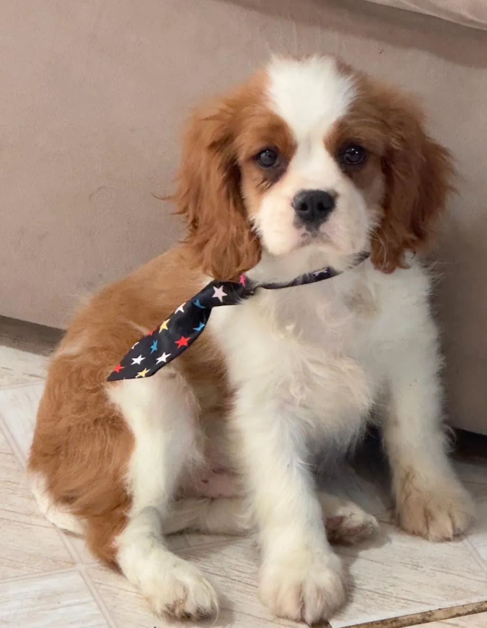 Cavalier king charles - Foto 4