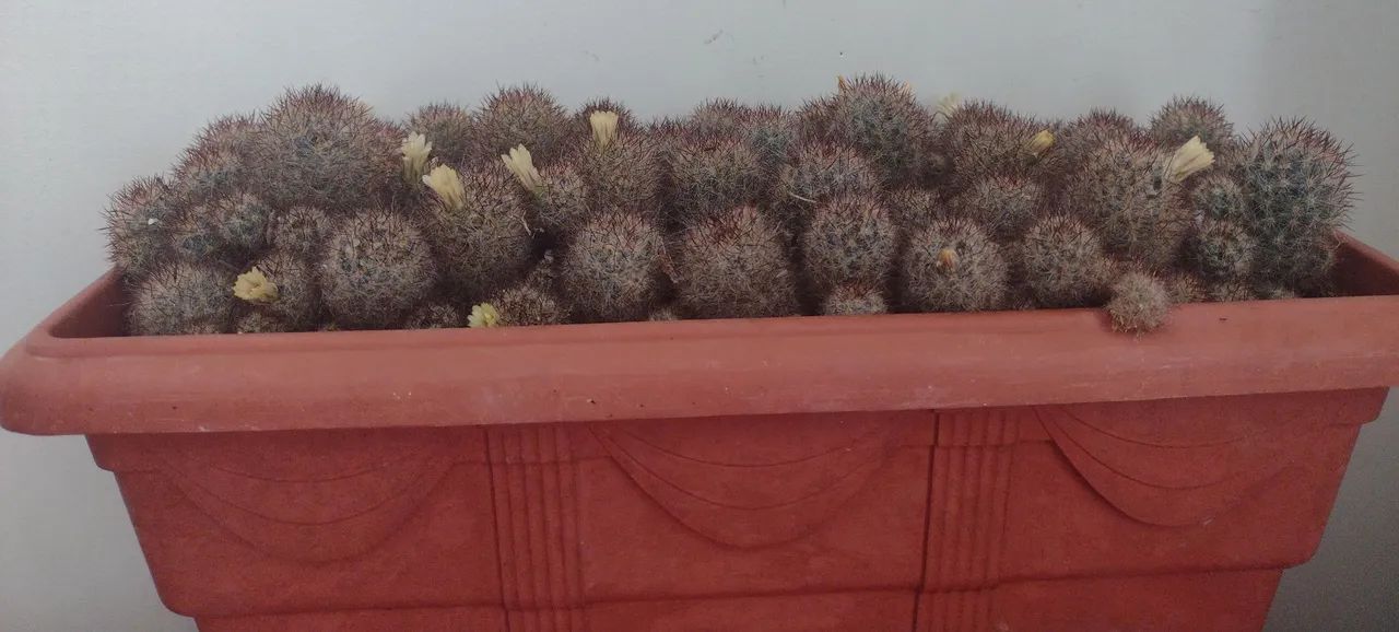 Planta: Cactos com Flores  - Foto 4