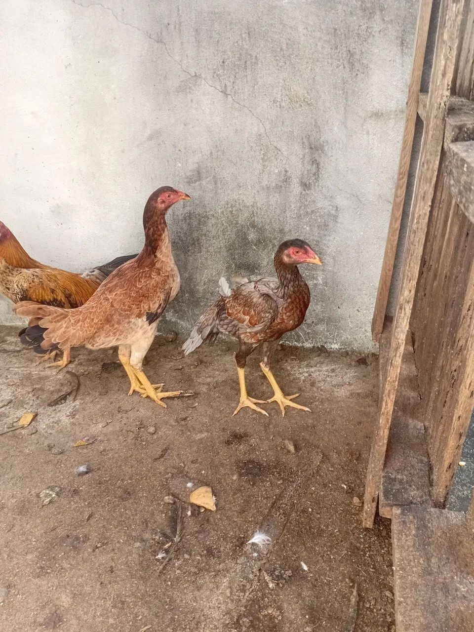 01 frango e 2 frangas caipira - Foto 2