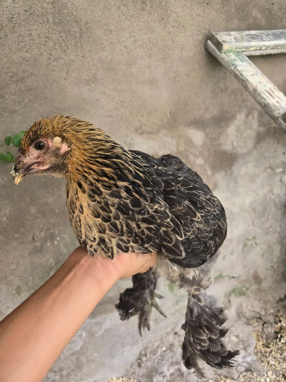 Galinha Brahma - Foto 3