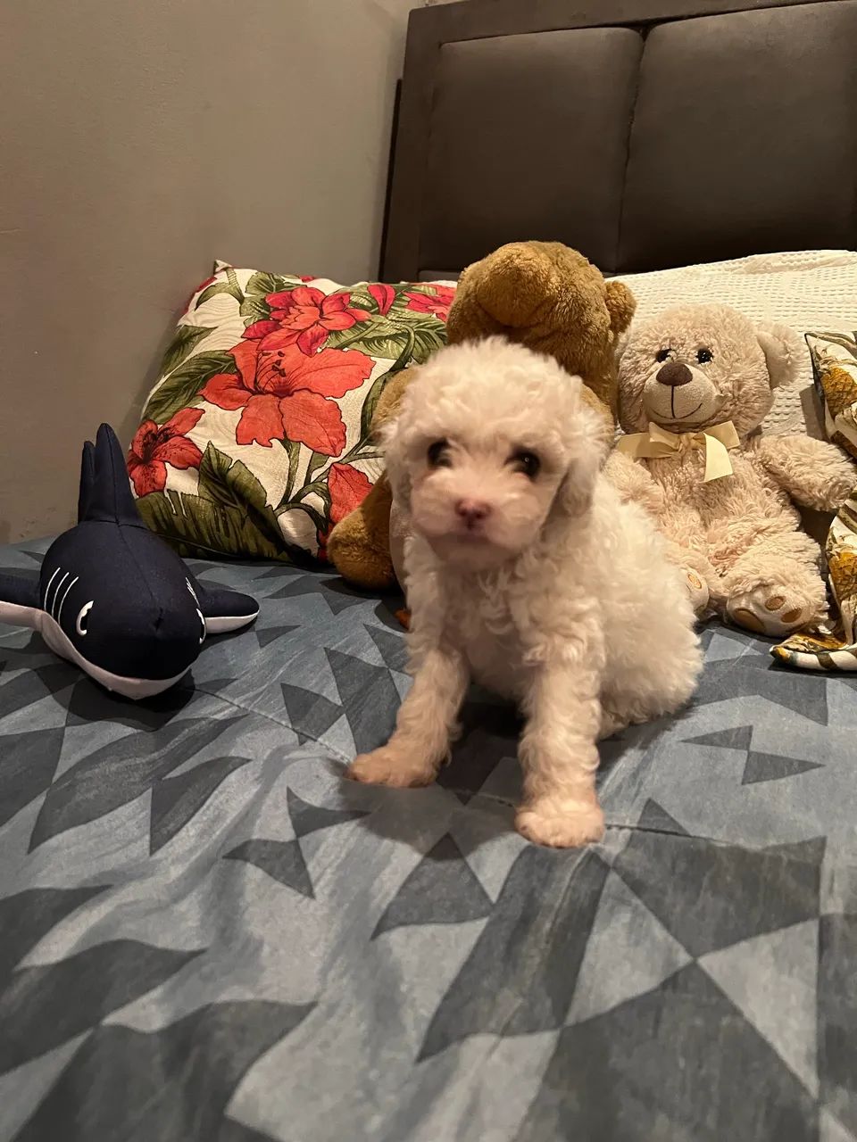 Poodle fêmea toy. - Foto 3