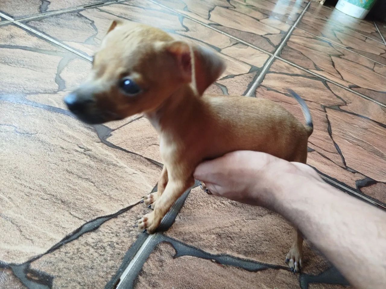 Cachorro Pinscher - 01 - Foto 4