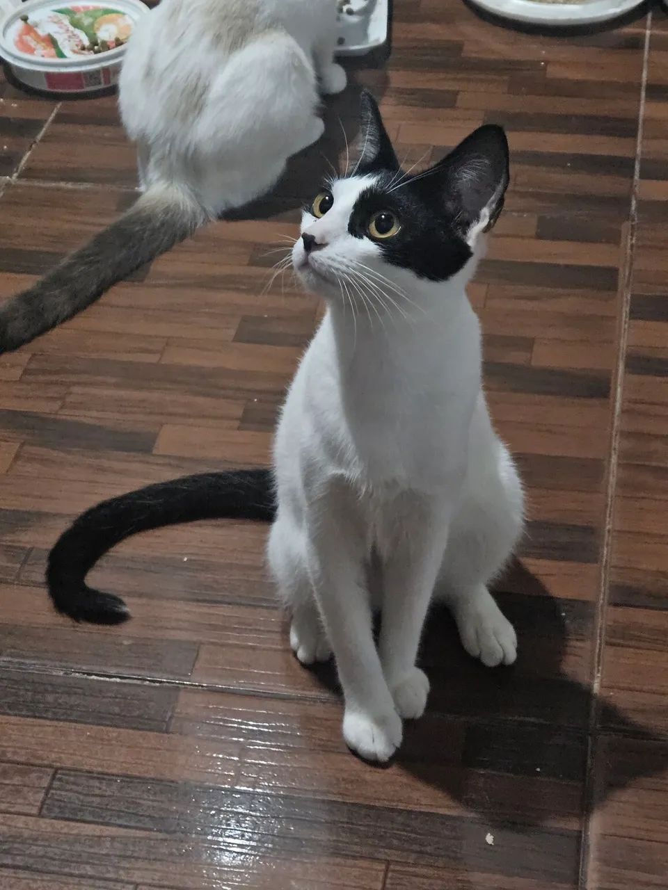 Doação de gato - Foto 2