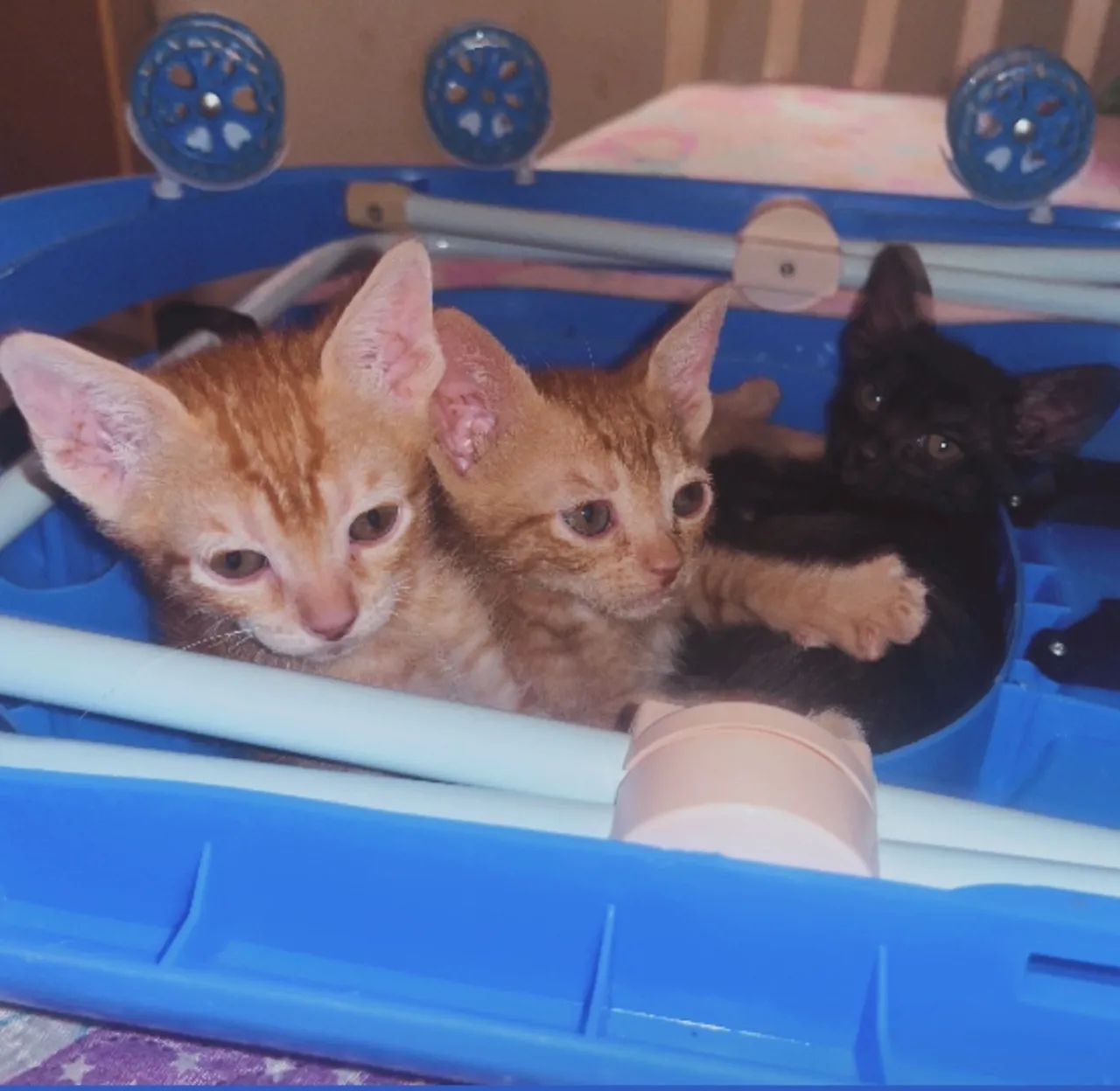 Pet - Foto 4