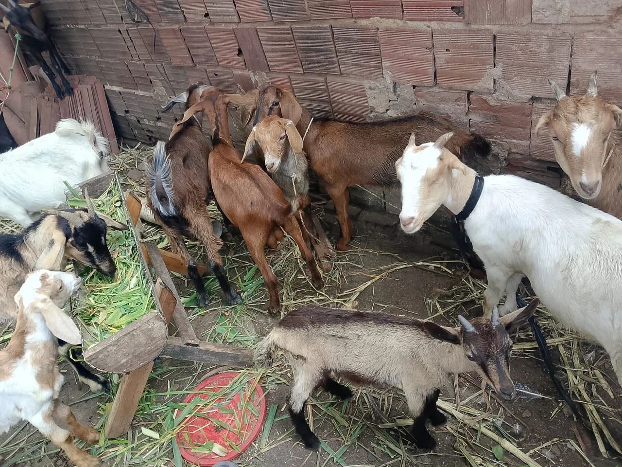 Cabrito  - Foto 3