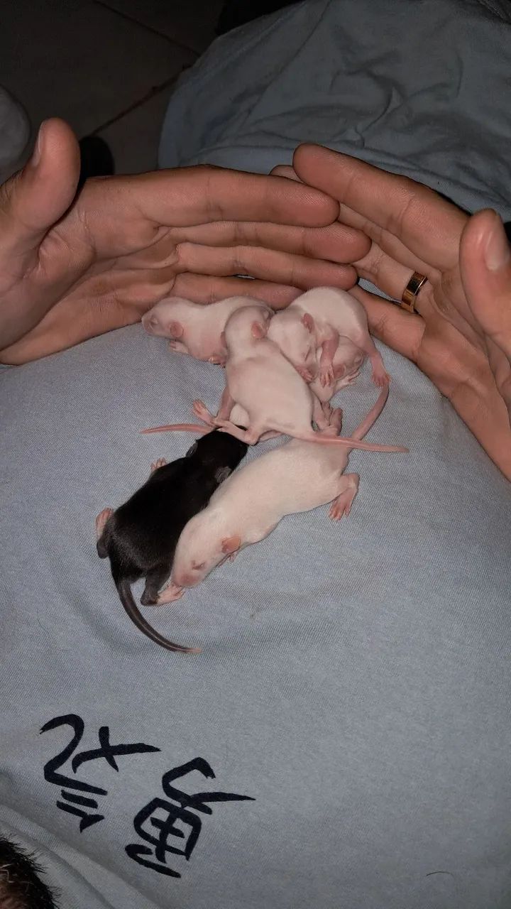 Ratinhos twister para adoção responsável  - Foto 4