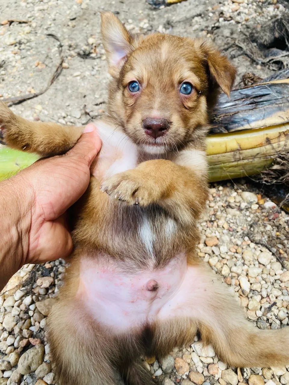 Golden com ransk siberiano  - Foto 3