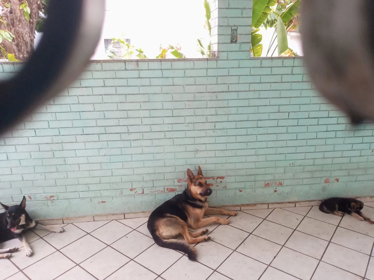 Pastor Alemão Capa Preta - Foto 4