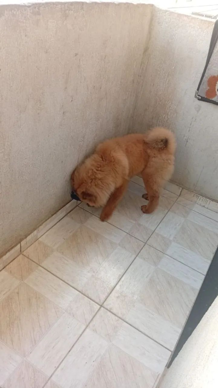 cachorro Chow Chow - Foto 2