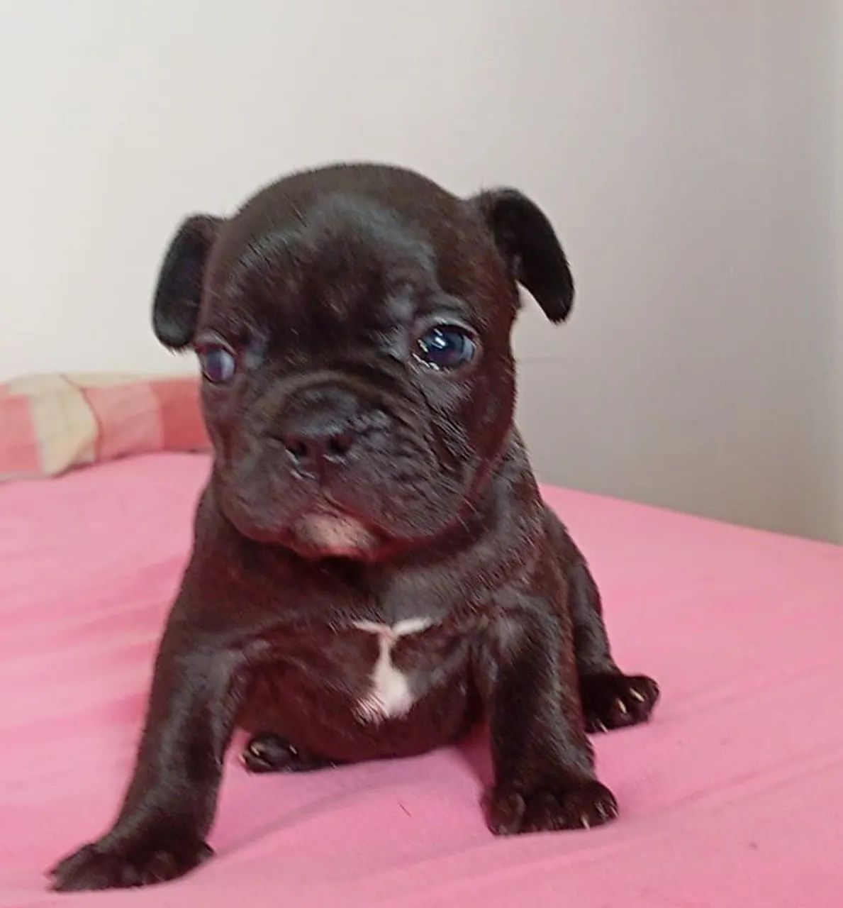 Filhotes de buldog frances  - Foto 4