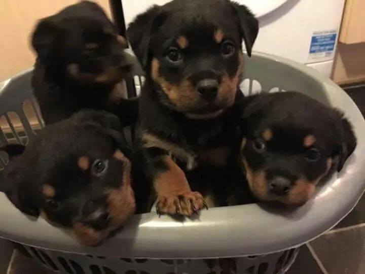 Rottweiler disponível 