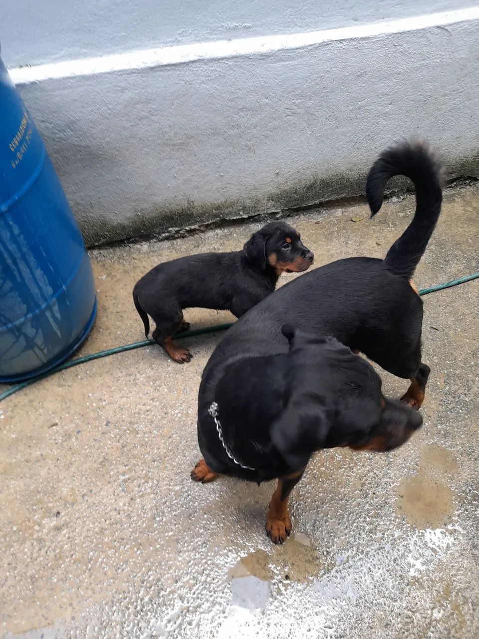 Cachorros  - Foto 4