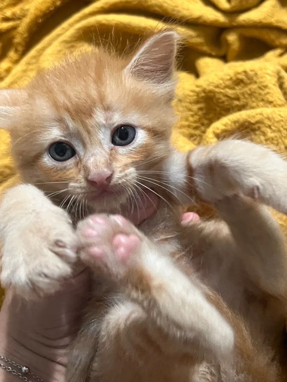 Gatos para adoção  - Foto 5