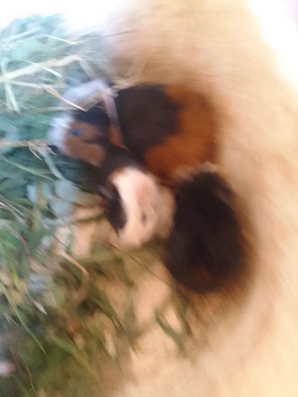 Porquinho da Índia  85