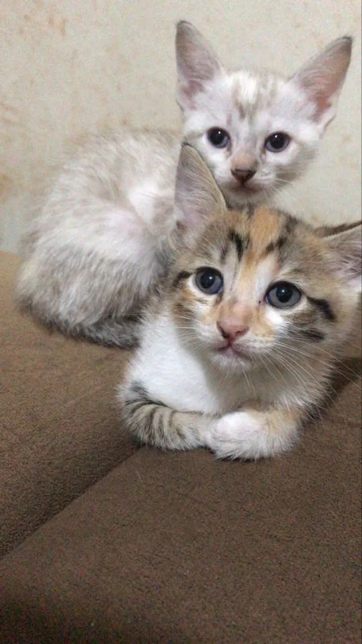 Gatinhas pra Doação ? - Foto 2