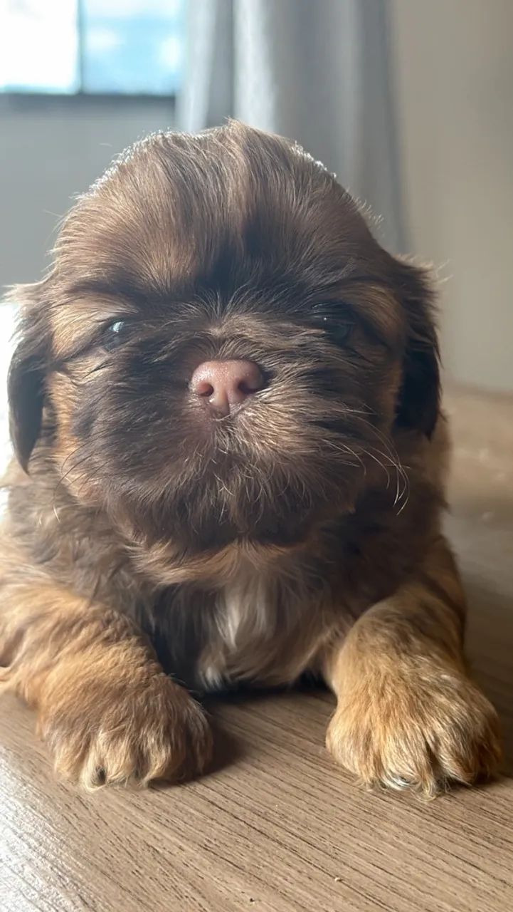 Shihtzu macho  - Foto 3