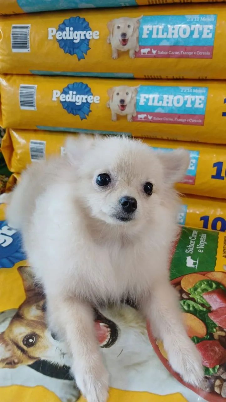 Lulu da Pomerânia - Foto 5