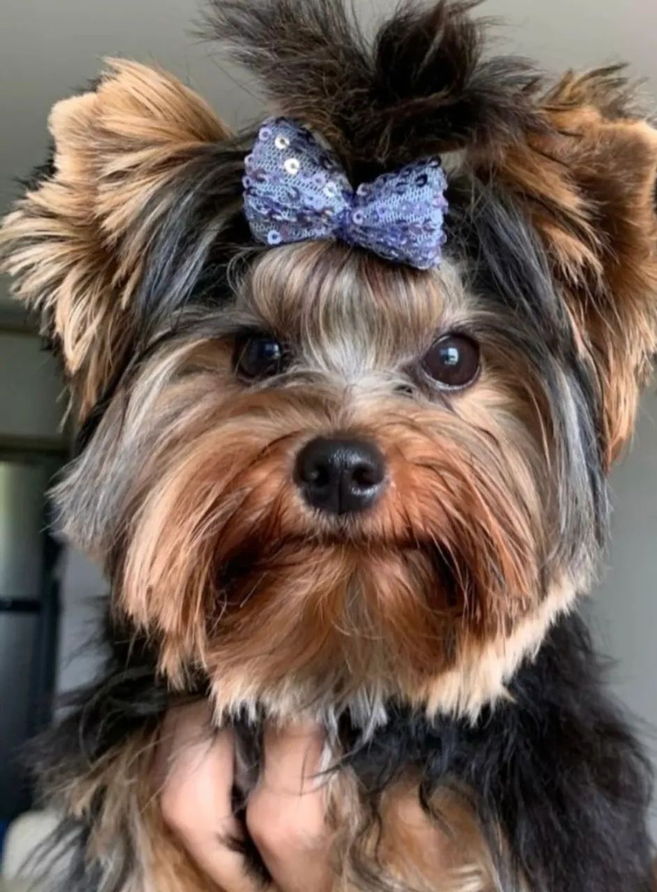 Yorkshire terrier mini - Foto 5