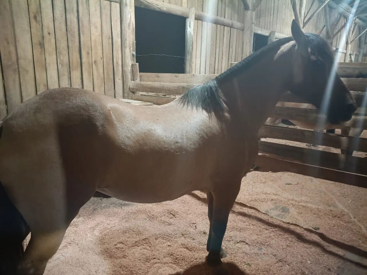 Égua crioula - Foto 4