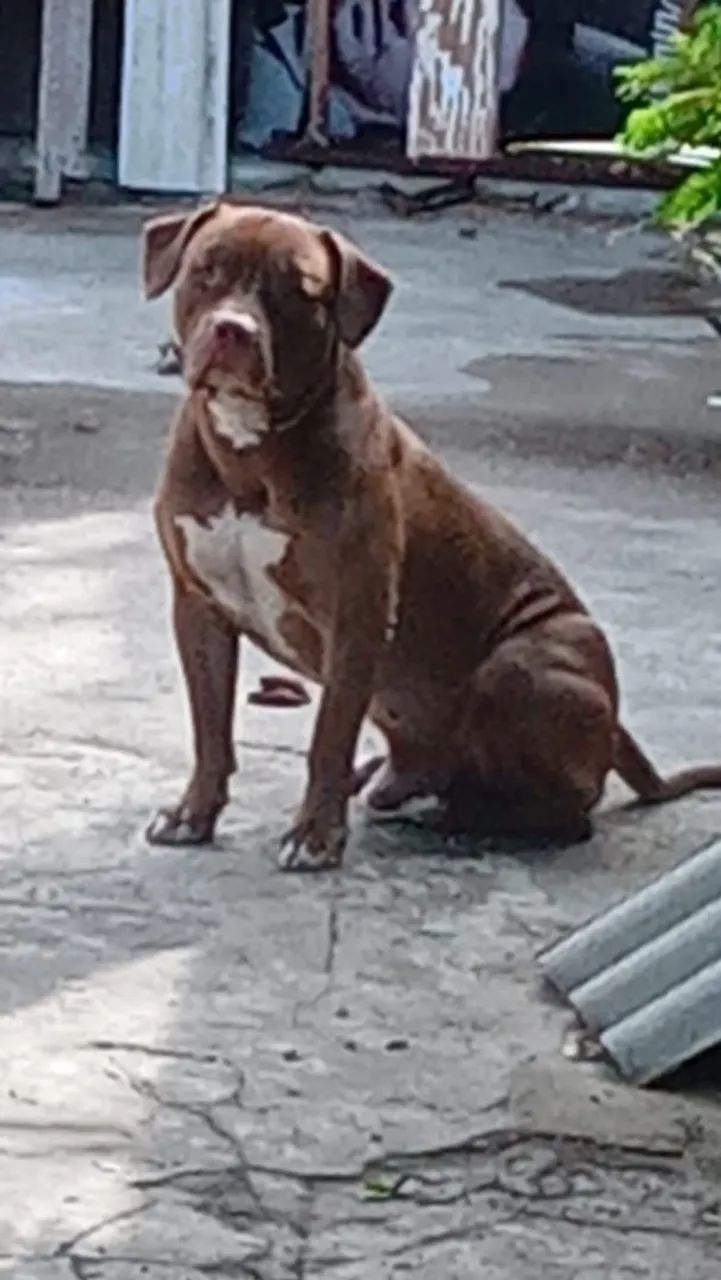 Pit Monster 