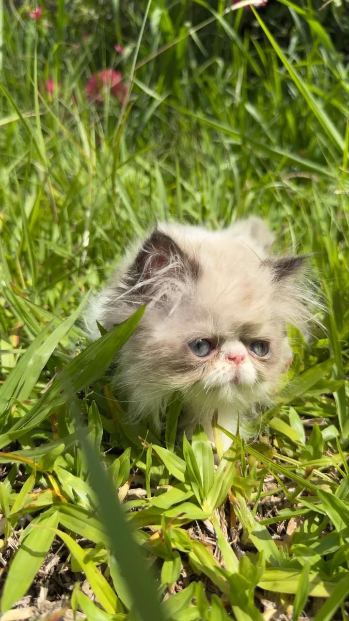 Gato Persa filhote macho  - Foto 4