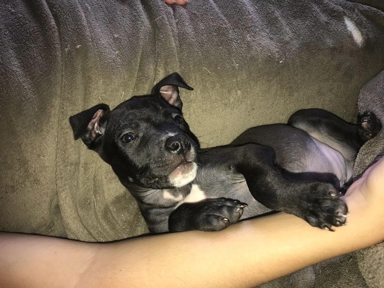 Pitbull filhote  - Foto 2