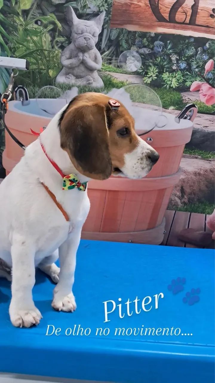 Cachorro beagle 