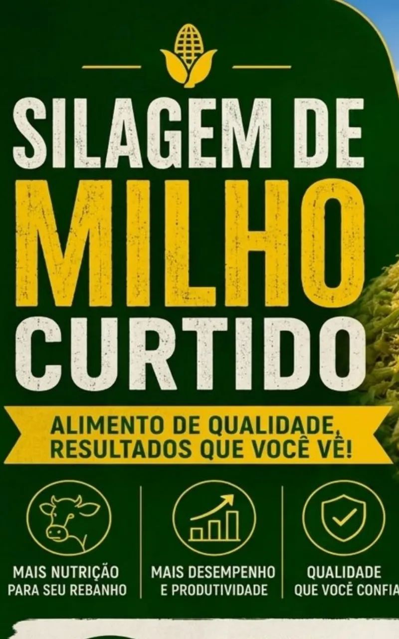 Silagem  - Foto 5
