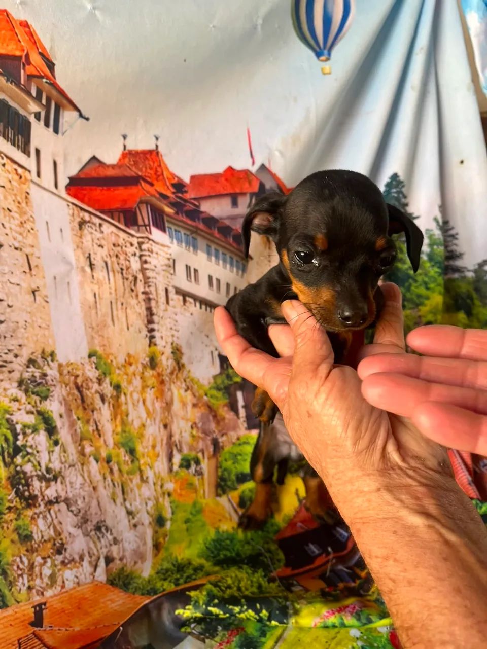 Pinscher Zero filhotes  - Foto 2