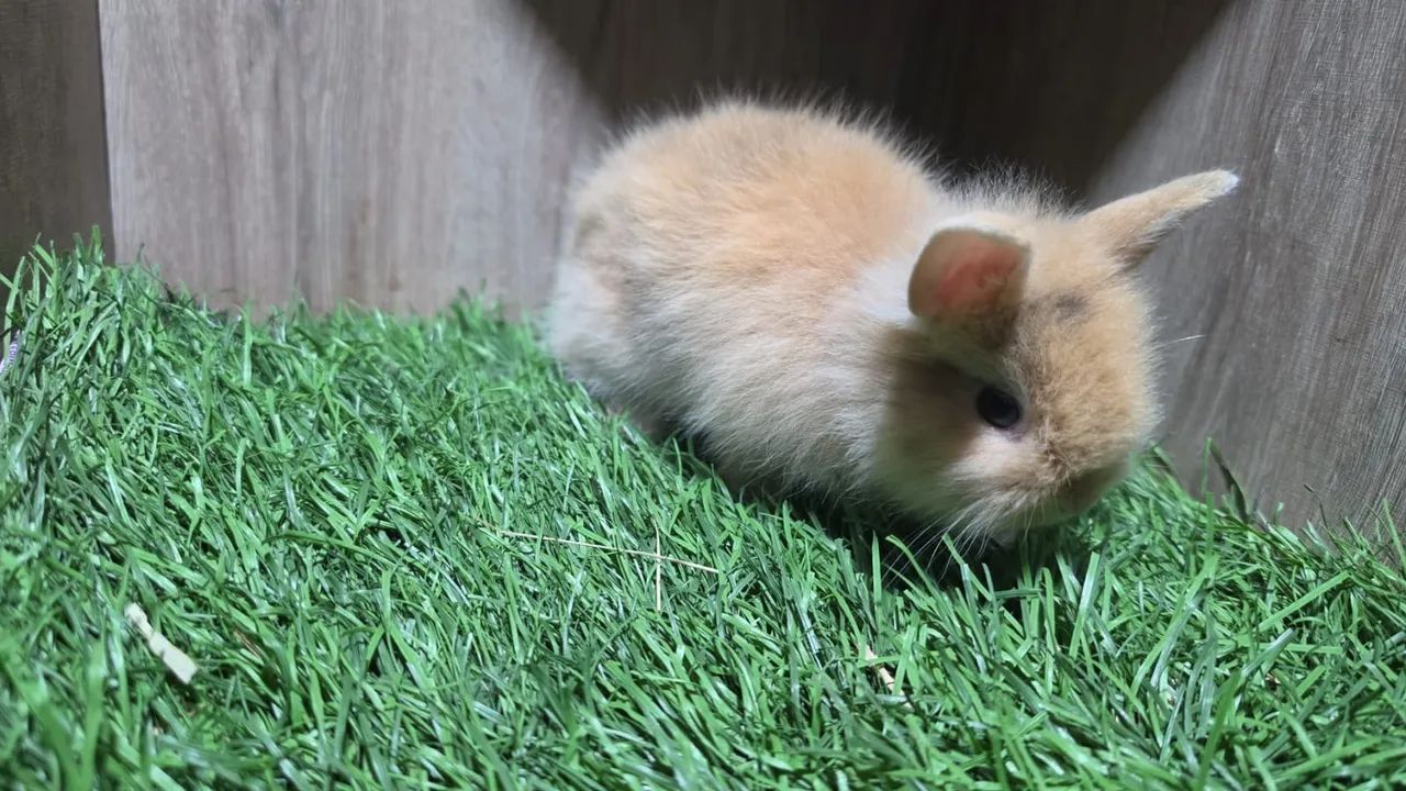 Mini Coelhos ( Mini Loop, Mini Lion ) - Foto 6