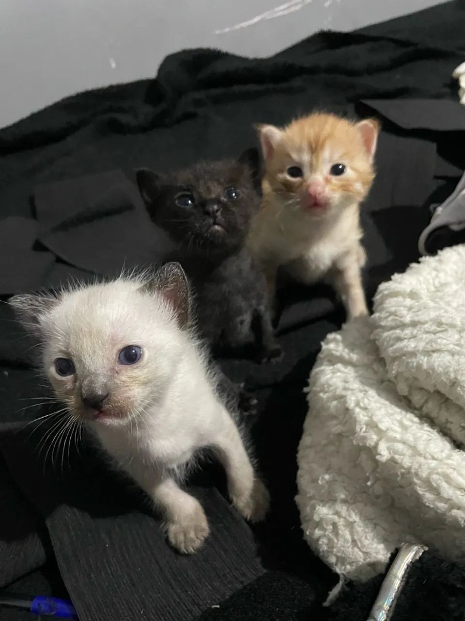 gatinhos - Foto 2