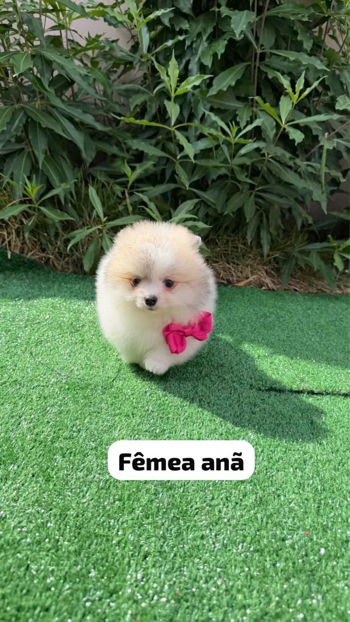 Spitz Alemão - Pequeno e Lindo