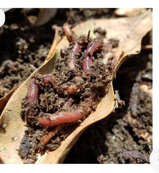 Vendo Minhocas Vermelhas Californianas  - Foto 4