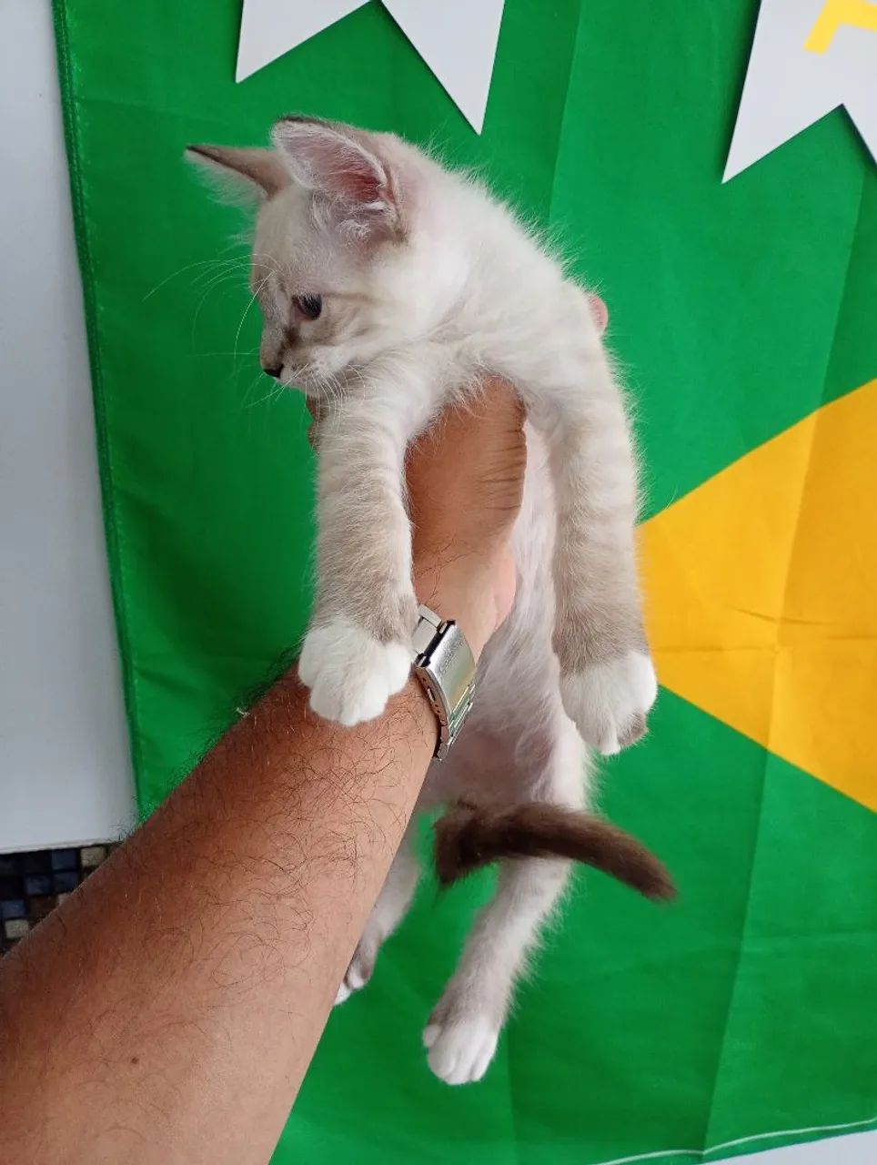 Filhotes de Gato  - Foto 4