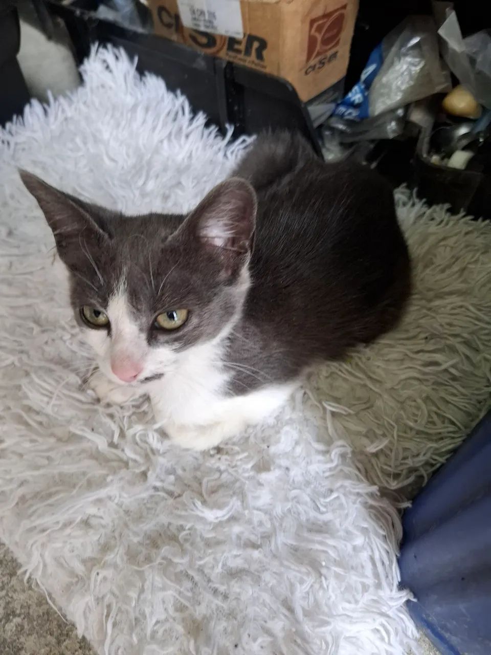 Doa se  gatinha uns 2 meses super saudável 