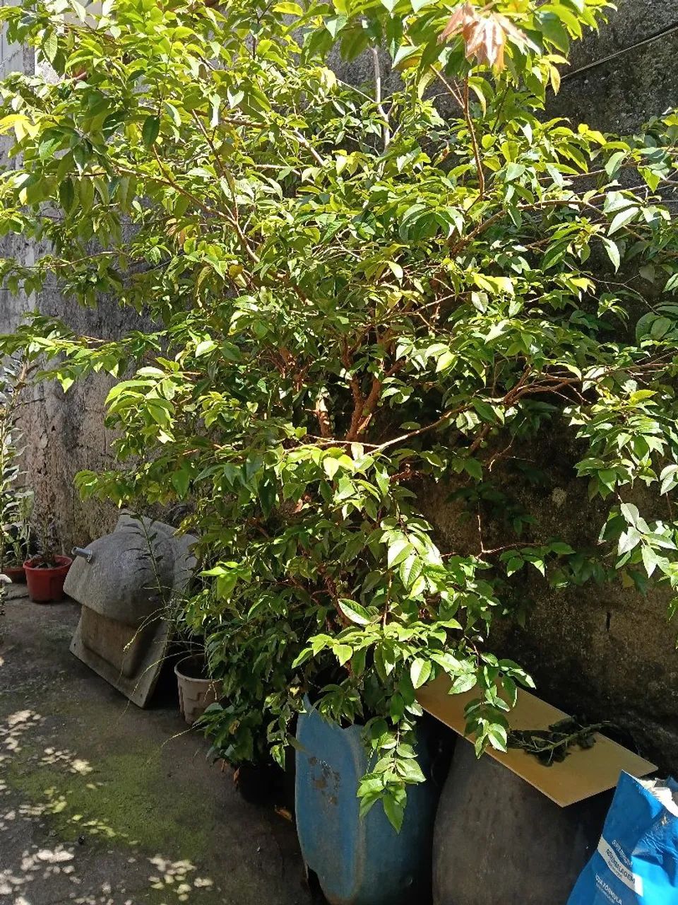 Pé de Jabuticaba 