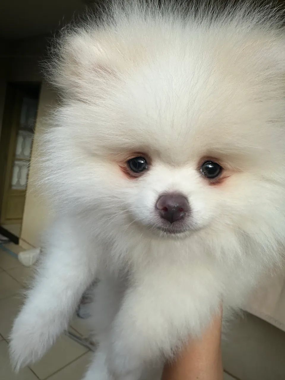 Lulu 