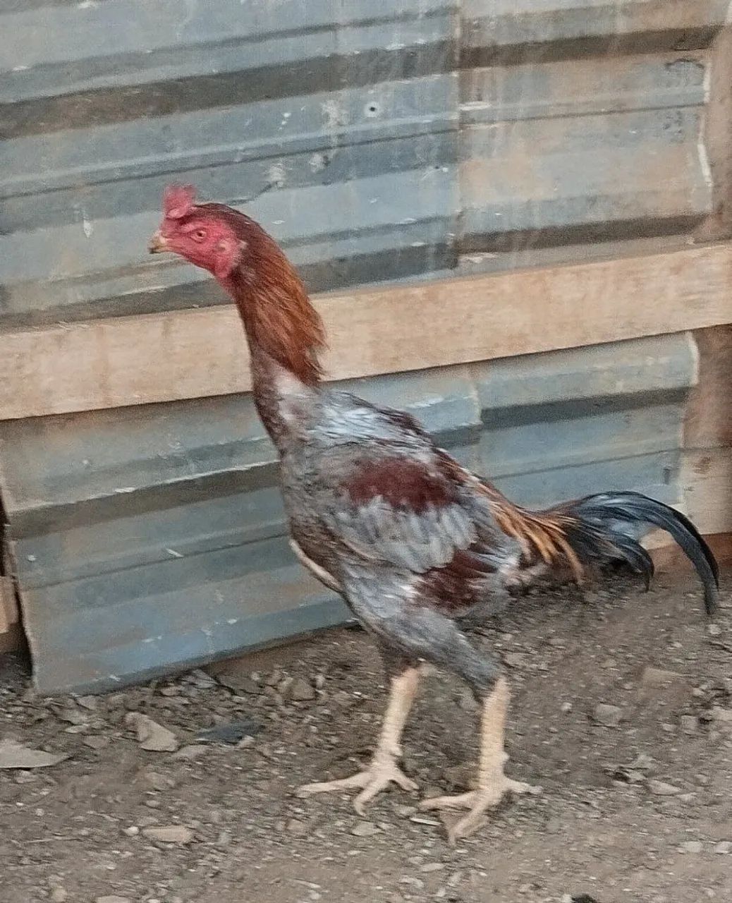Frangos mura. - Foto 3