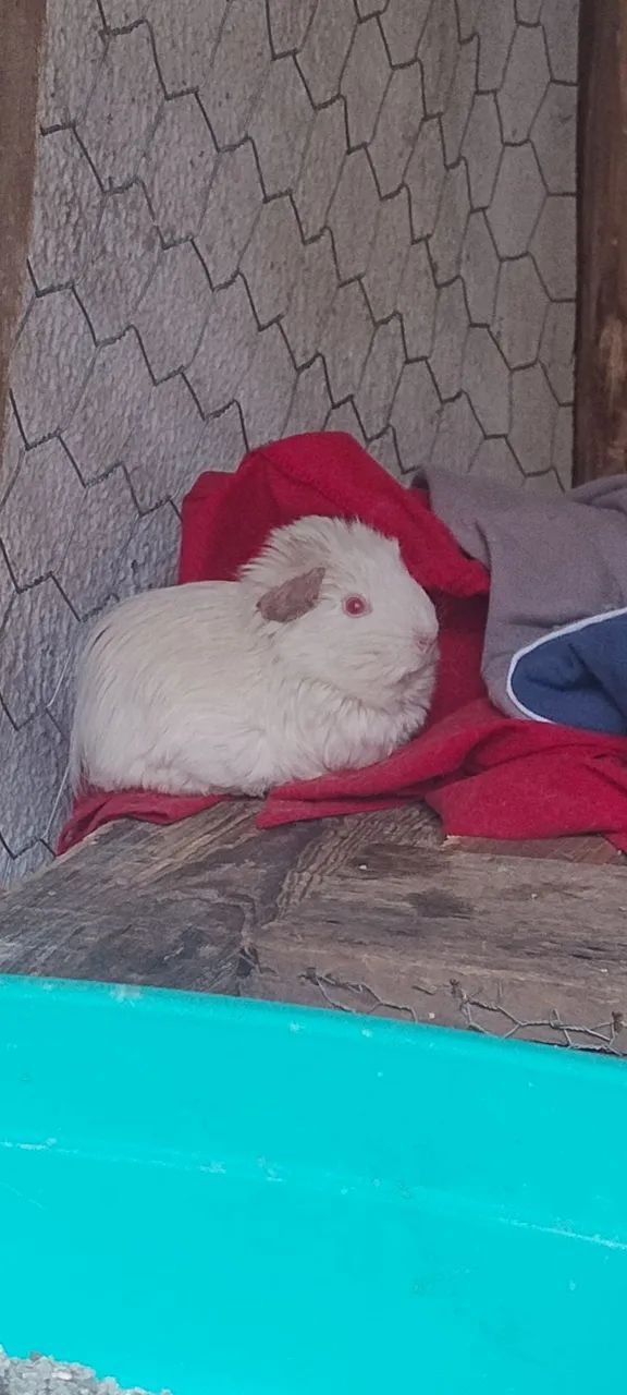 Porquinho da índia Abissínio