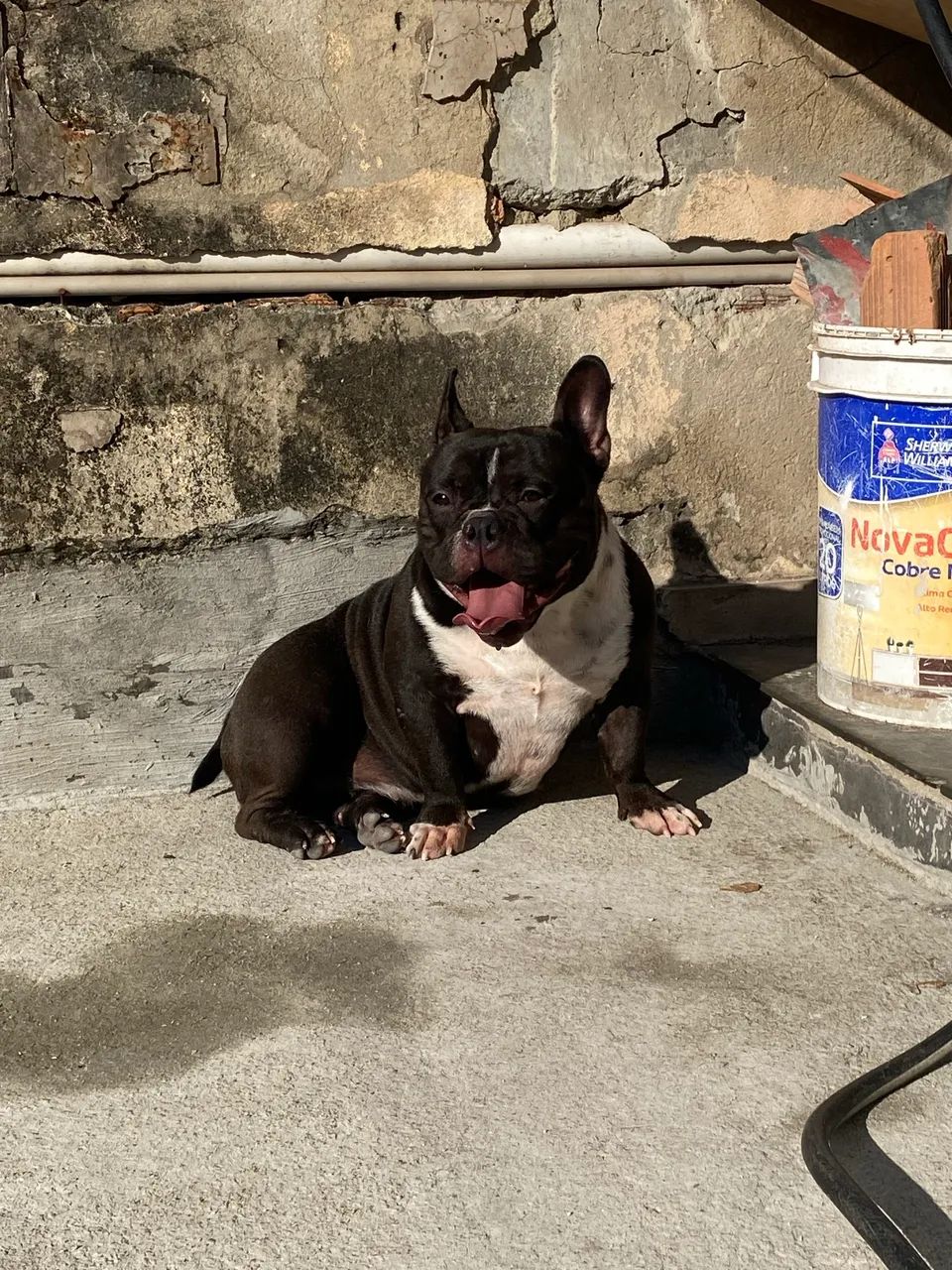American bully micro  - Foto 3