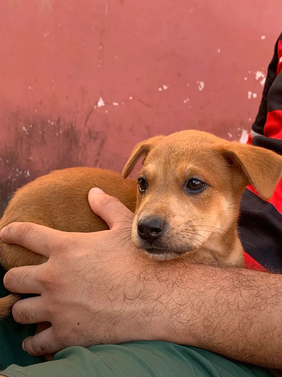 Pitbull com Chowchow - Foto 4