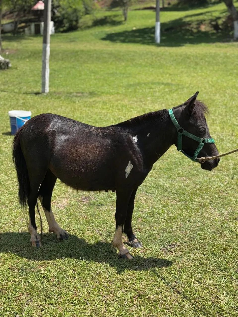 Pôneis exóticos  - Foto 2